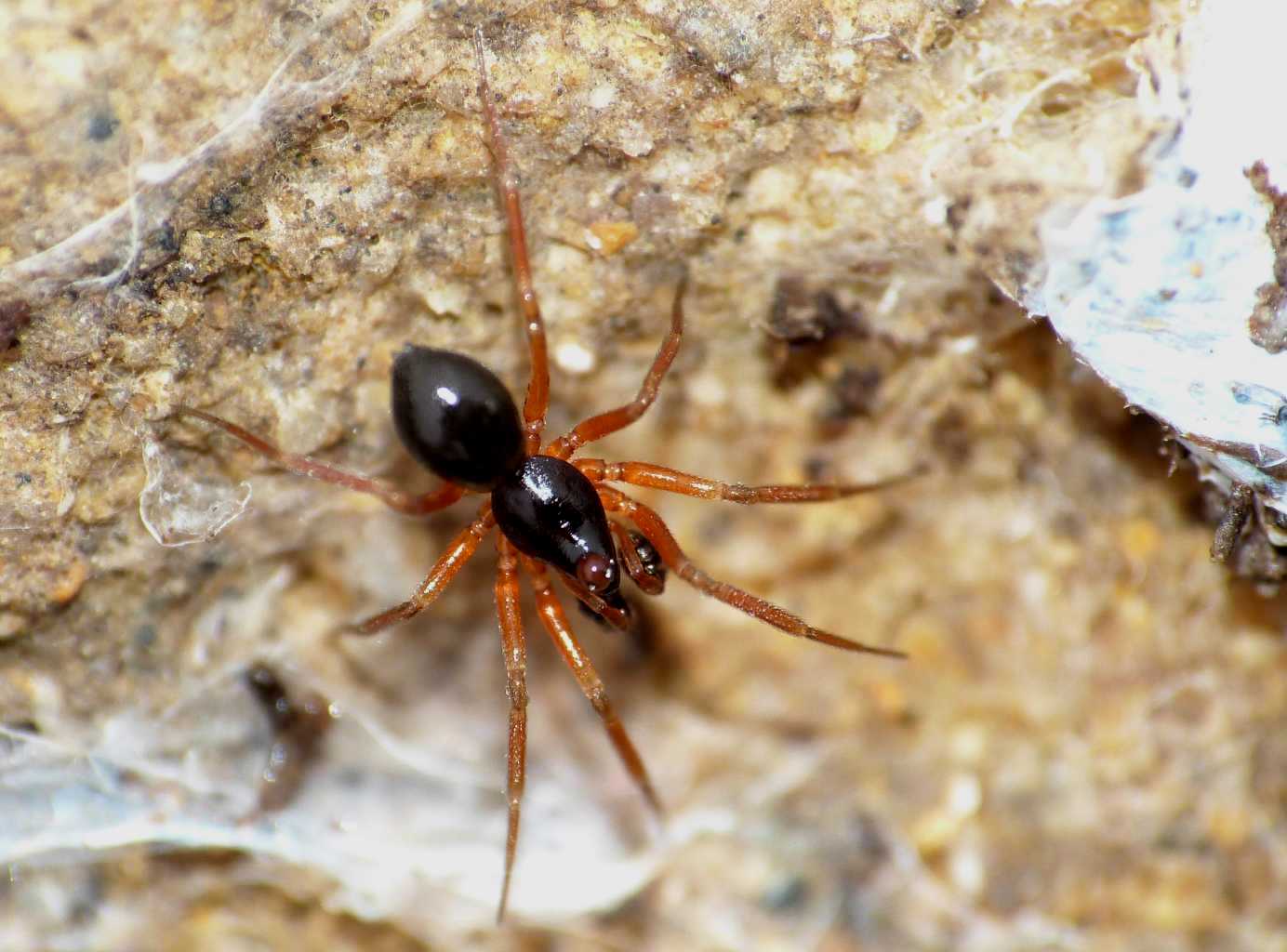 Coppia di Linyphiidae - Santa Severa (RM)